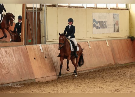 Pony tedesco, Giumenta, 6 Anni, 156 cm, Baio