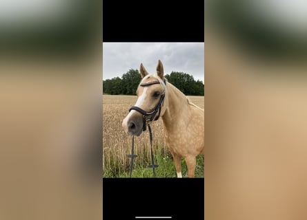 Pony tedesco, Giumenta, 7 Anni, 144 cm, Palomino