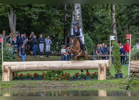 Pony tedesco, Giumenta, 7 Anni, 147 cm, Sauro
