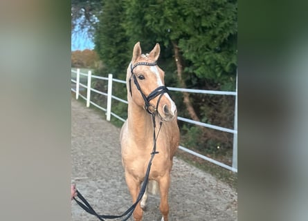 Pony tedesco, Giumenta, 7 Anni, 148 cm, Palomino