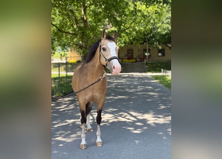 Pony tedesco, Giumenta, 8 Anni, 137 cm, Pelle di daino