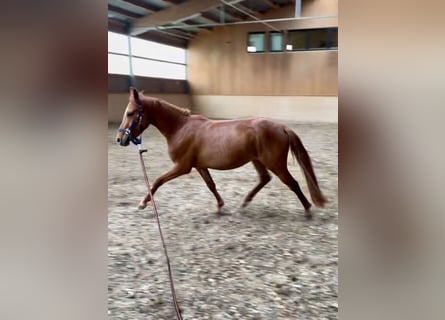 Pony tedesco, Giumenta, 8 Anni, 141 cm, Sauro scuro