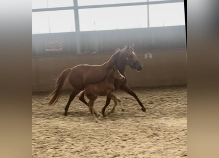 Pony tedesco, Giumenta, 8 Anni, 141 cm, Sauro scuro