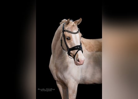Pony tedesco, Giumenta, 8 Anni, 144 cm, Palomino