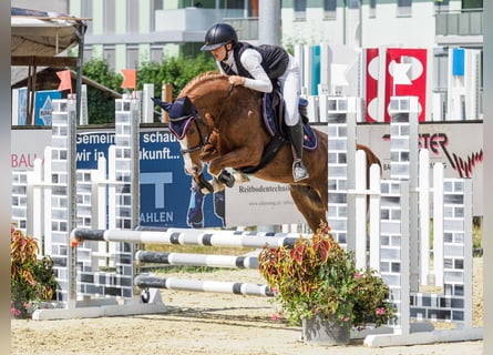 Pony tedesco, Giumenta, 8 Anni, 145 cm, Sauro