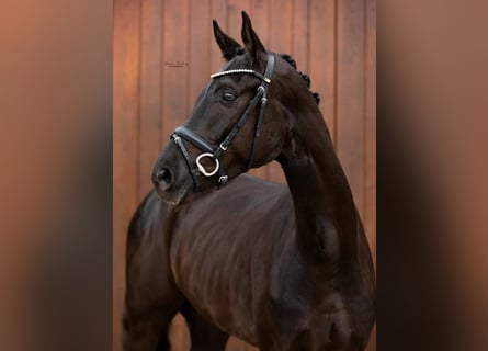Pony tedesco, Giumenta, 8 Anni, 148 cm, Morello