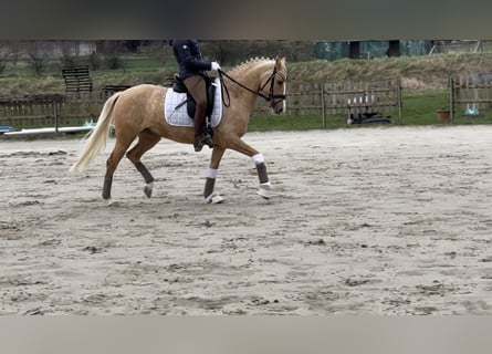 Pony tedesco, Giumenta, 8 Anni, 148 cm, Palomino