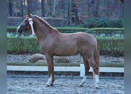 Pony tedesco, Giumenta, 8 Anni, 148 cm, Sauro