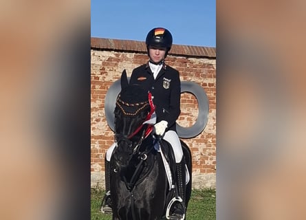 Pony tedesco, Giumenta, 8 Anni, 149 cm, Baio nero