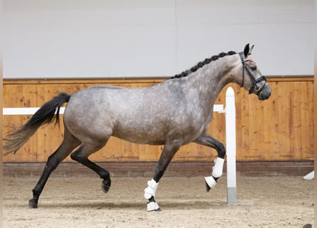 Pony tedesco, Giumenta, 8 Anni, 152 cm, Grigio pezzato
