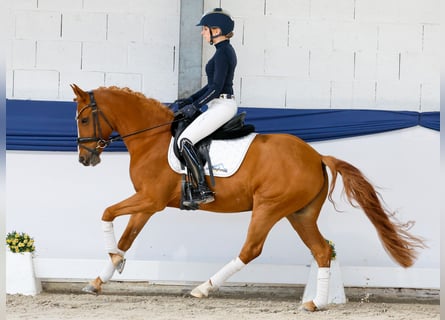 Pony tedesco, Giumenta, 9 Anni, 143 cm, Sauro