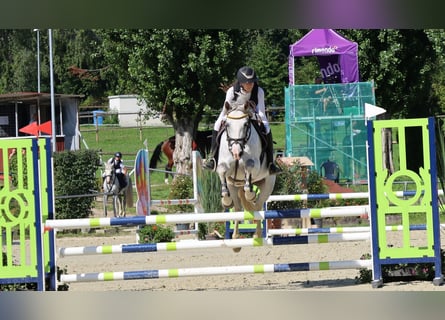 Pony tedesco, Giumenta, 9 Anni, 148 cm, Grigio