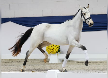 Pony tedesco, Giumenta, Puledri (04/2025), 147 cm, Falbo