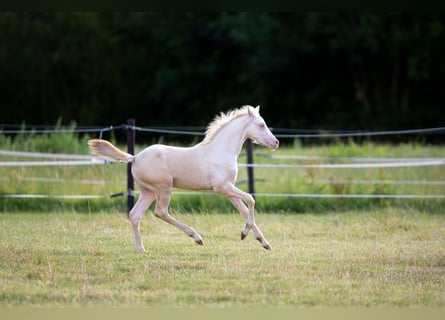 Pony tedesco, Giumenta, , 147 cm, Perlino