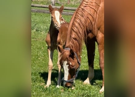 Pony tedesco, Giumenta, Puledri (04/2026), 147 cm, Sauro