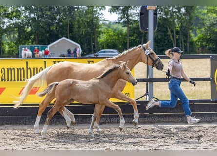 Pony tedesco, Giumenta, Puledri (04/2026), 148 cm, Falbo