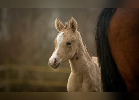 Pony tedesco, Giumenta, , 148 cm, Pelle di daino