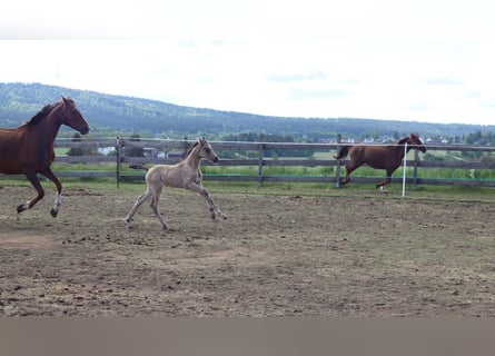 Pony tedesco, Giumenta, , 150 cm, Pelle di daino