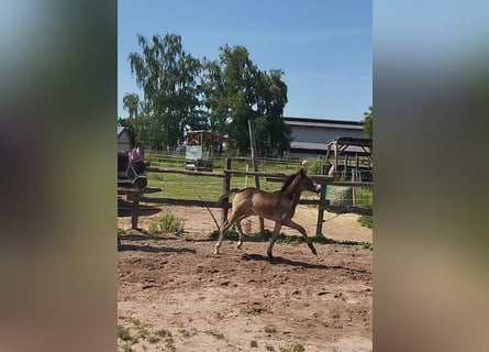 Pony tedesco, Giumenta, , 155 cm, Pelle di daino