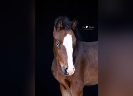 Pony tedesco, Giumenta, , Baio