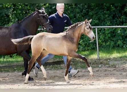 Pony tedesco, Giumenta, Puledri (01/2026), Falbo