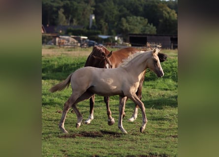 Pony tedesco, Giumenta, Puledri (05/2026), Palomino