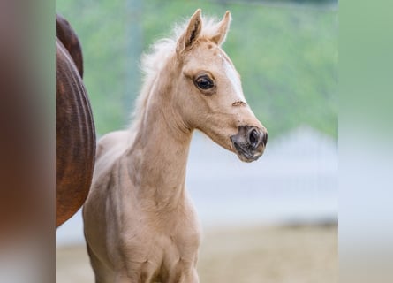 Pony tedesco, Giumenta, Puledri (04/2026), Palomino