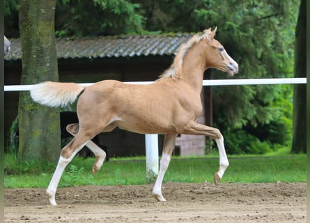 Pony tedesco, Giumenta, Puledri
 (04/2024), Palomino