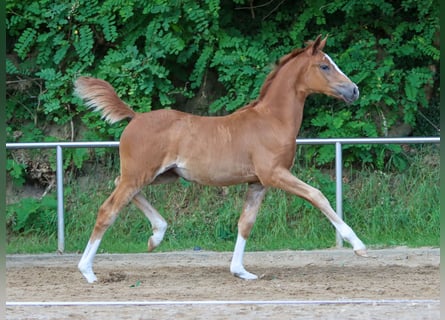 Pony tedesco, Giumenta, Puledri
 (04/2024), Sauro