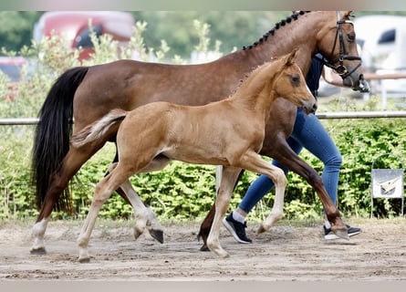 Pony tedesco, Giumenta, Puledri (05/2026), Sauro
