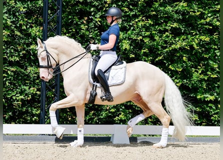 Pony tedesco, Stallone, 10 Anni, 155 cm, Cremello