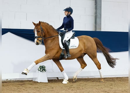 Pony tedesco, Stallone, 11 Anni, 148 cm, Sauro scuro