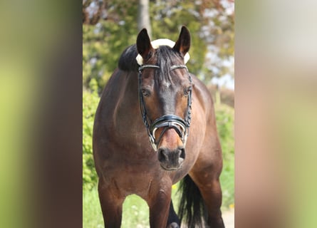 Pony tedesco, Stallone, 16 Anni, 148 cm, Baio