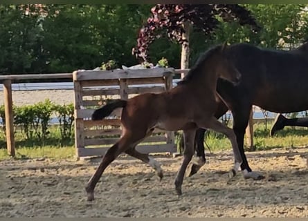 Pony tedesco, Stallone, 1 Anno, 146 cm, Baio scuro