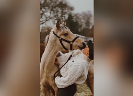 Pony tedesco, Stallone, 1 Anno, 147 cm, Pelle di daino