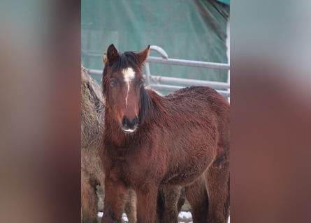Pony tedesco, Stallone, 1 Anno, 148 cm, Baio
