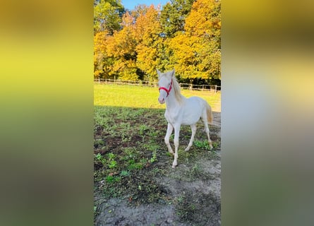 Pony tedesco, Stallone, 1 Anno, 148 cm, Palomino