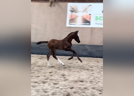 Pony tedesco, Stallone, 1 Anno, 148 cm, Sauro scuro
