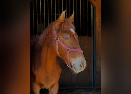 Pony tedesco, Stallone, 1 Anno, 158 cm, Sauro