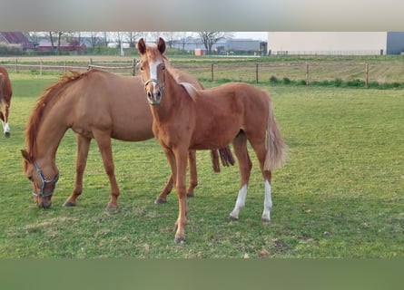Pony tedesco, Stallone, 1 Anno, Sauro