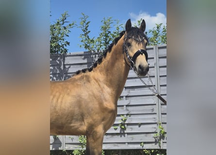 Pony tedesco, Stallone, 2 Anni, 142 cm, Pelle di daino