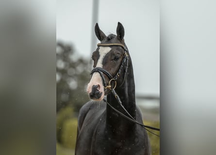 Pony tedesco, Stallone, 2 Anni, 143 cm, Baio nero