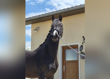Pony tedesco, Stallone, 2 Anni, 143 cm, Morello