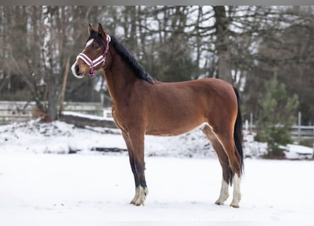 Pony tedesco, Stallone, 2 Anni, 145 cm, Baio scuro