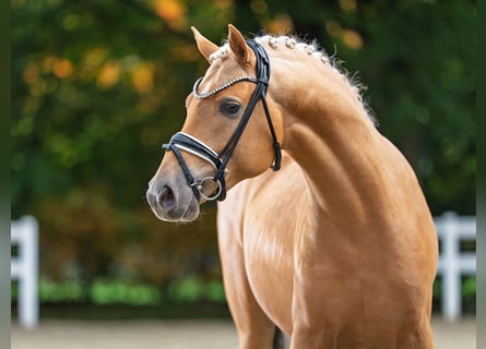 Pony tedesco, Stallone, 2 Anni, 145 cm, Palomino