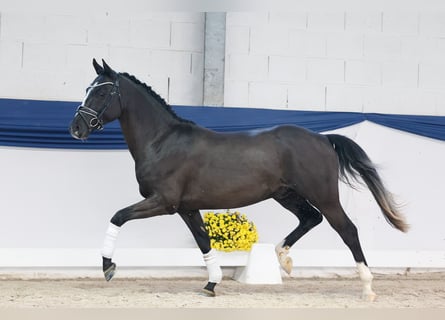Pony tedesco, Stallone, 2 Anni, 146 cm, Morello
