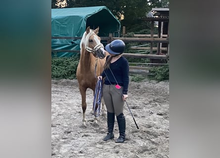 Pony tedesco, Stallone, 2 Anni, 146 cm, Palomino