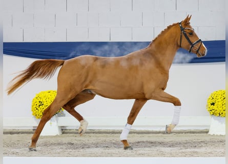 Pony tedesco, Stallone, 2 Anni, 146 cm, Sauro