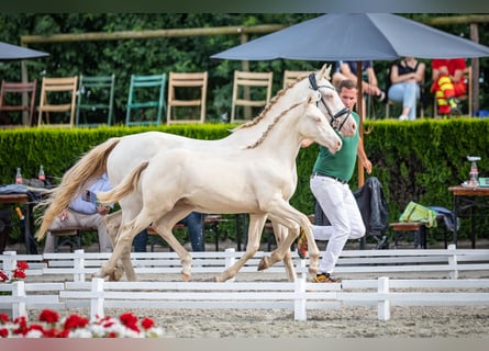 Pony tedesco, Stallone, 2 Anni, 147 cm, Perlino