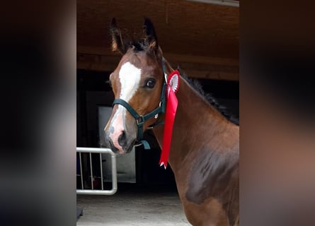 Pony tedesco, Stallone, 2 Anni, 148 cm, Baio